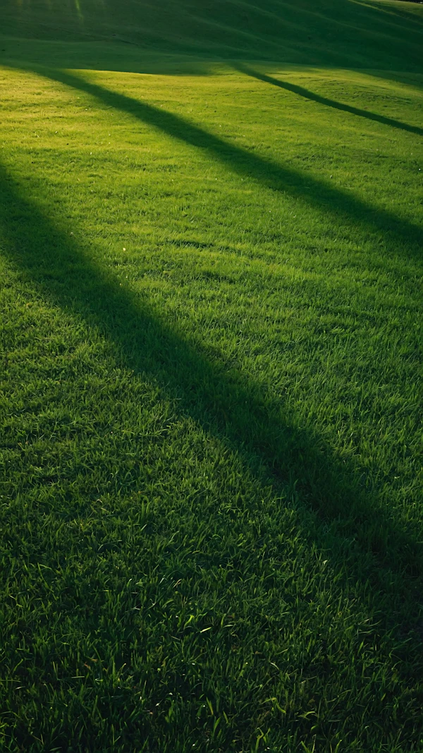 Serene Green Landscape