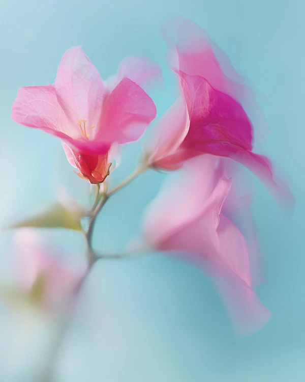 Dreamy Pink Flowers