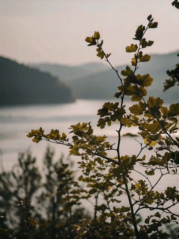 Serene Seasonal Landscape