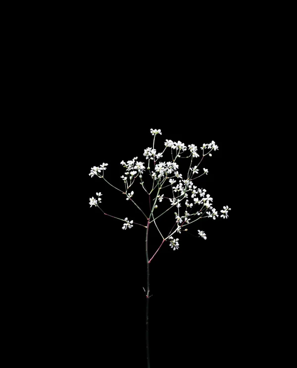 White Flowers on Black
