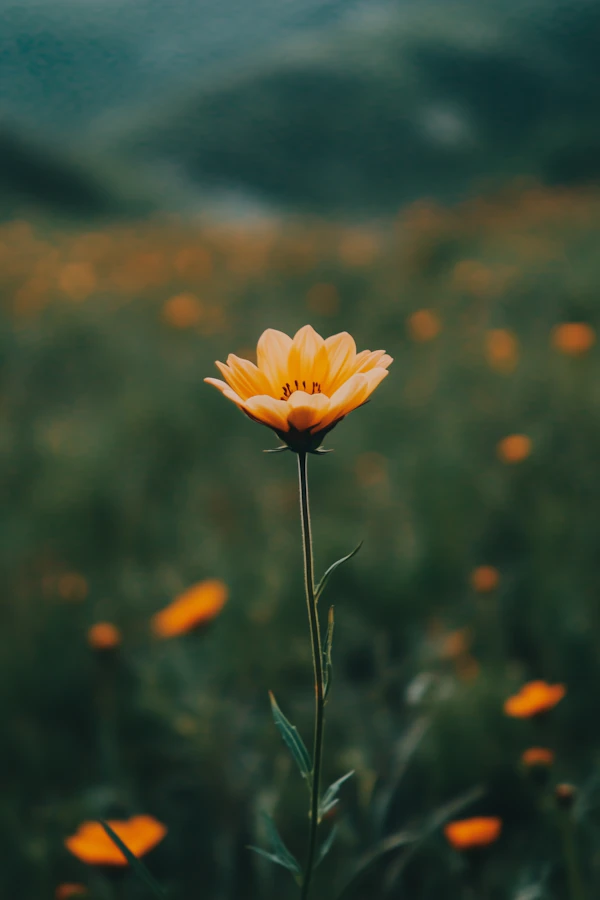 Vibrant Yellow Flower in Meadow