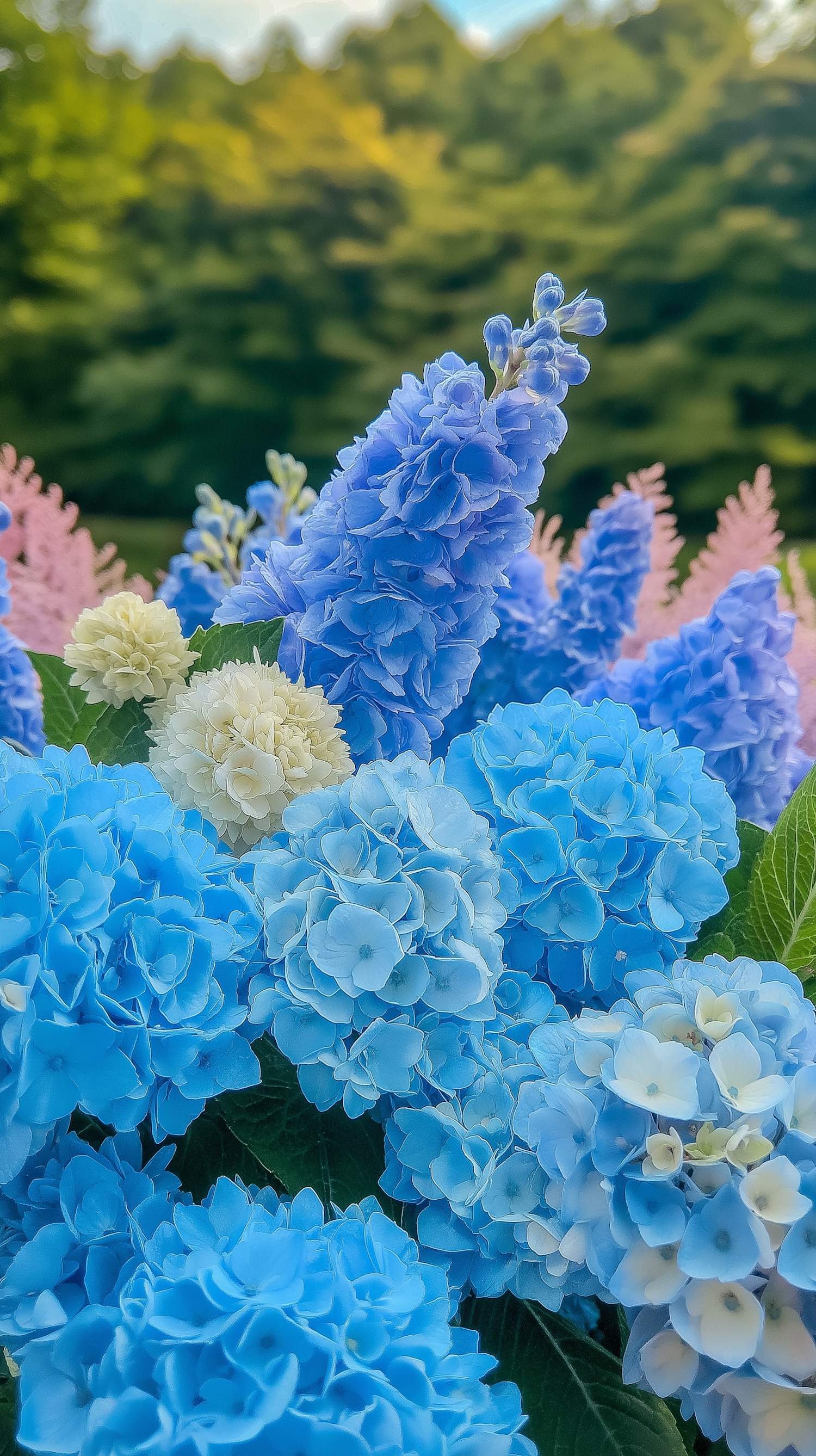 Hydrangea Blossoms Display