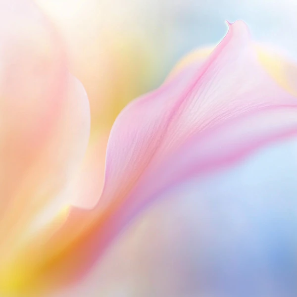 Abstract Flower Petal