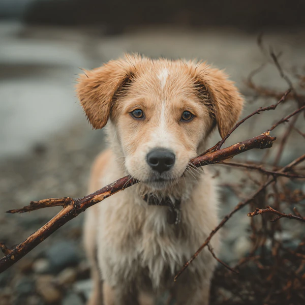 Playful Dog Outdoors