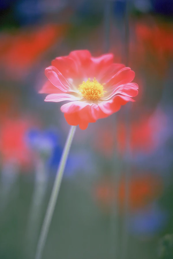Vibrant Flower in Natural Setting
