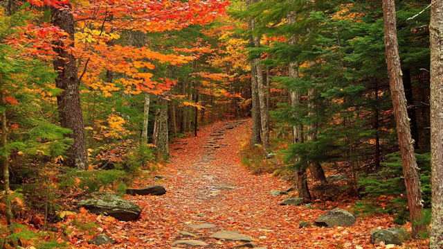 Serene Autumn Forest Path