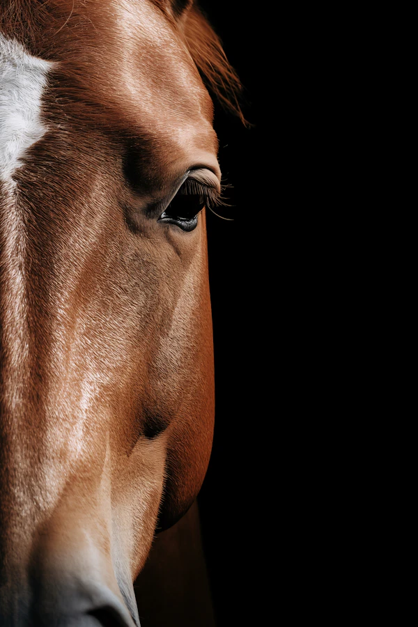 Horse's Eye Close-Up