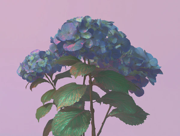 Hydrangea Surreal Bloom