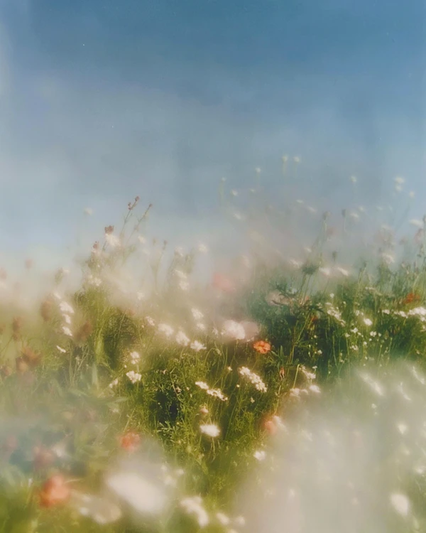 Dreamy Meadow Scene