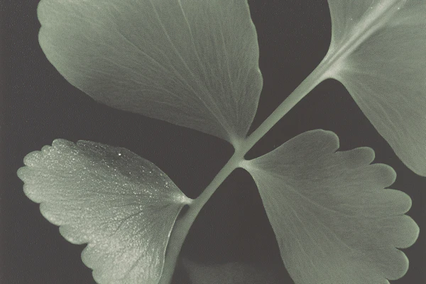 Ginkgo Leaf Close-Up