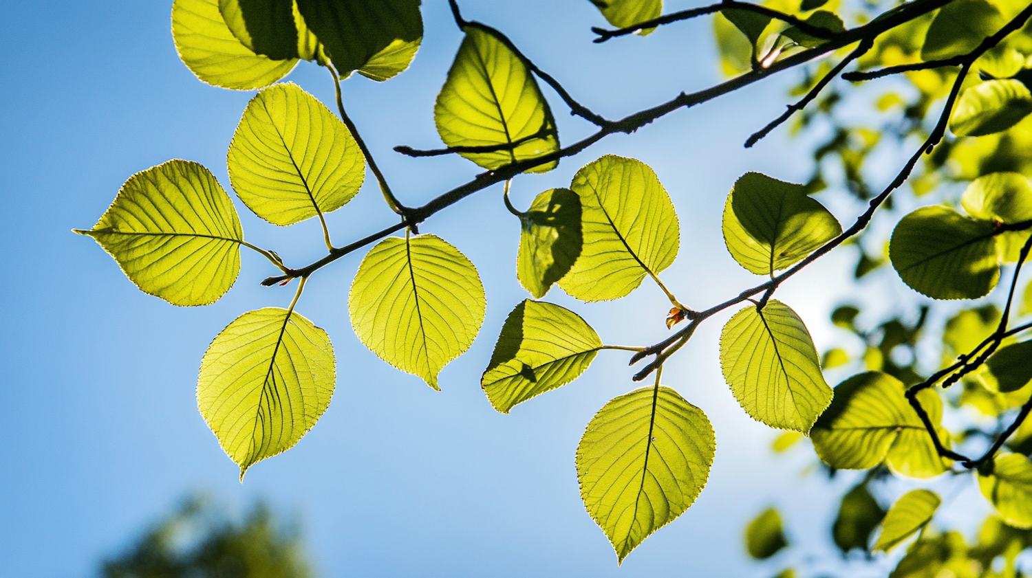 Serene Green Leaves Against Blue Sky