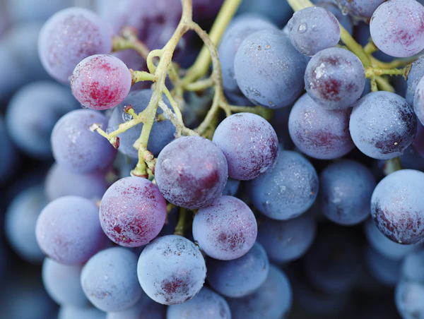 Cluster of Fresh Grapes
