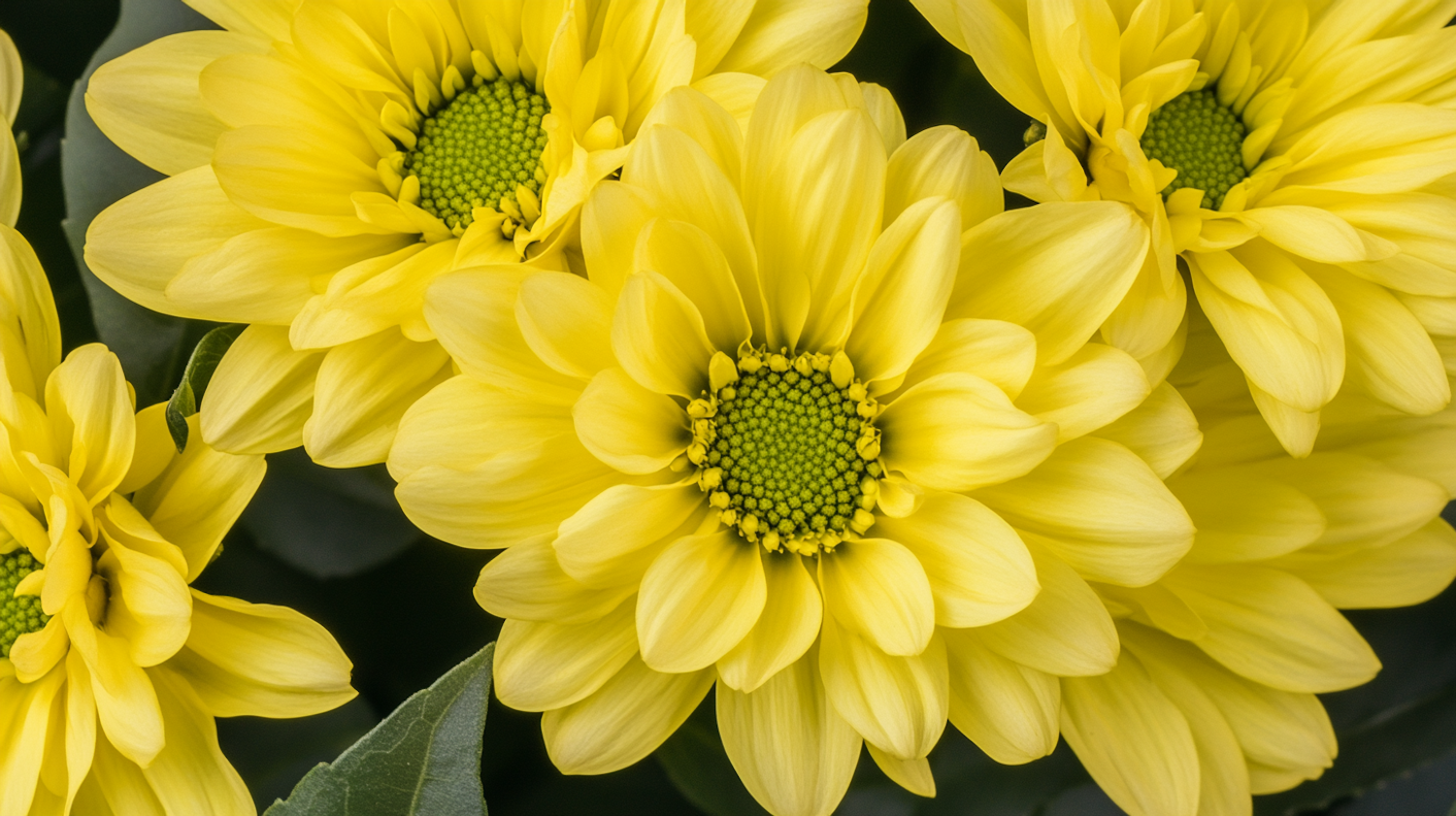 Vibrant Yellow Daisies Close-Up