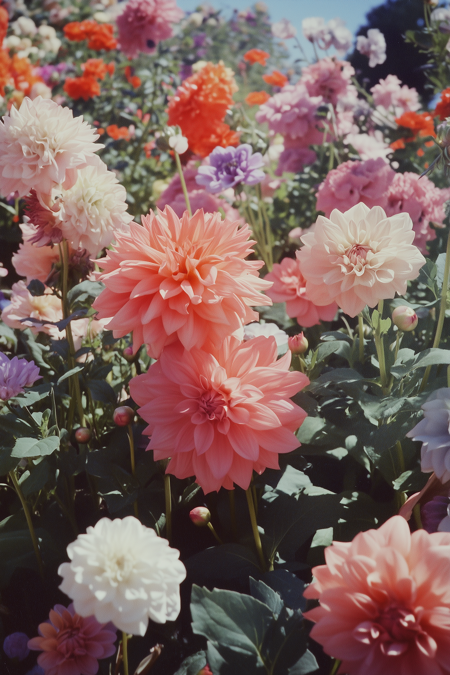 Vibrant Garden of Dahlias