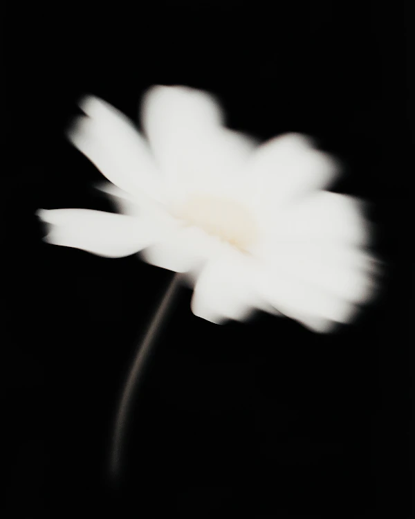 Dreamy White Daisy