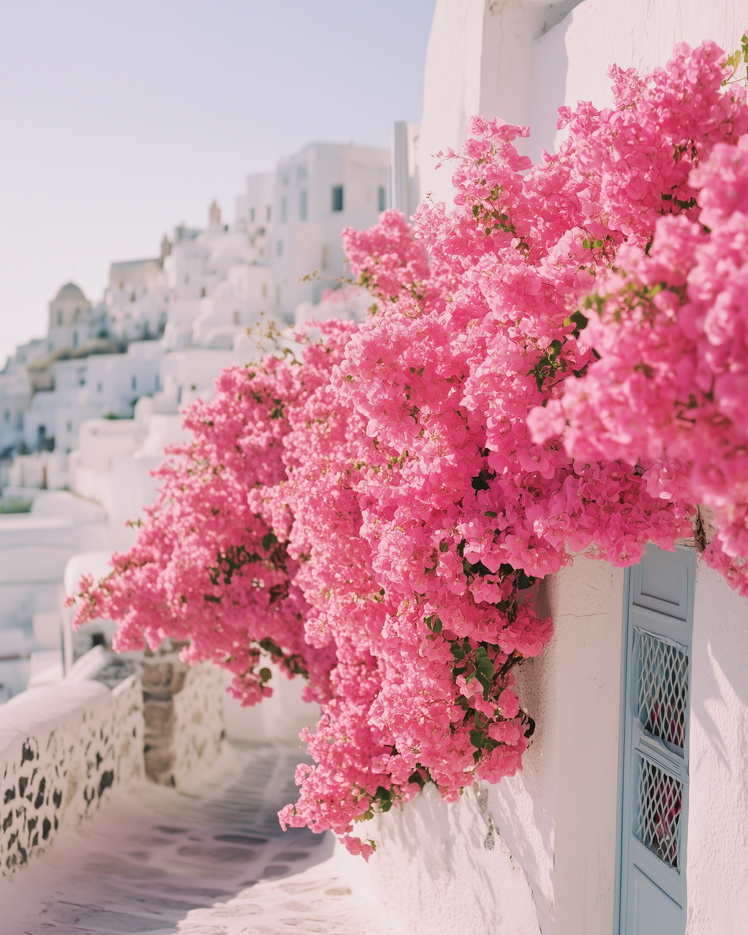 Mediterranean Bougainvillea Scene