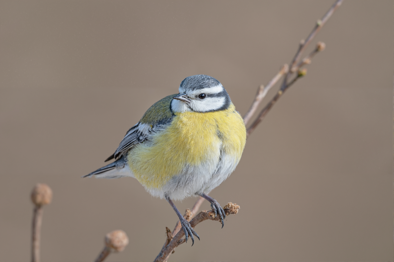 Colorful Bird on Branch