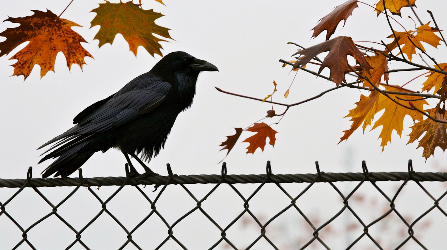 Crow on Fence with Autumn Leaves