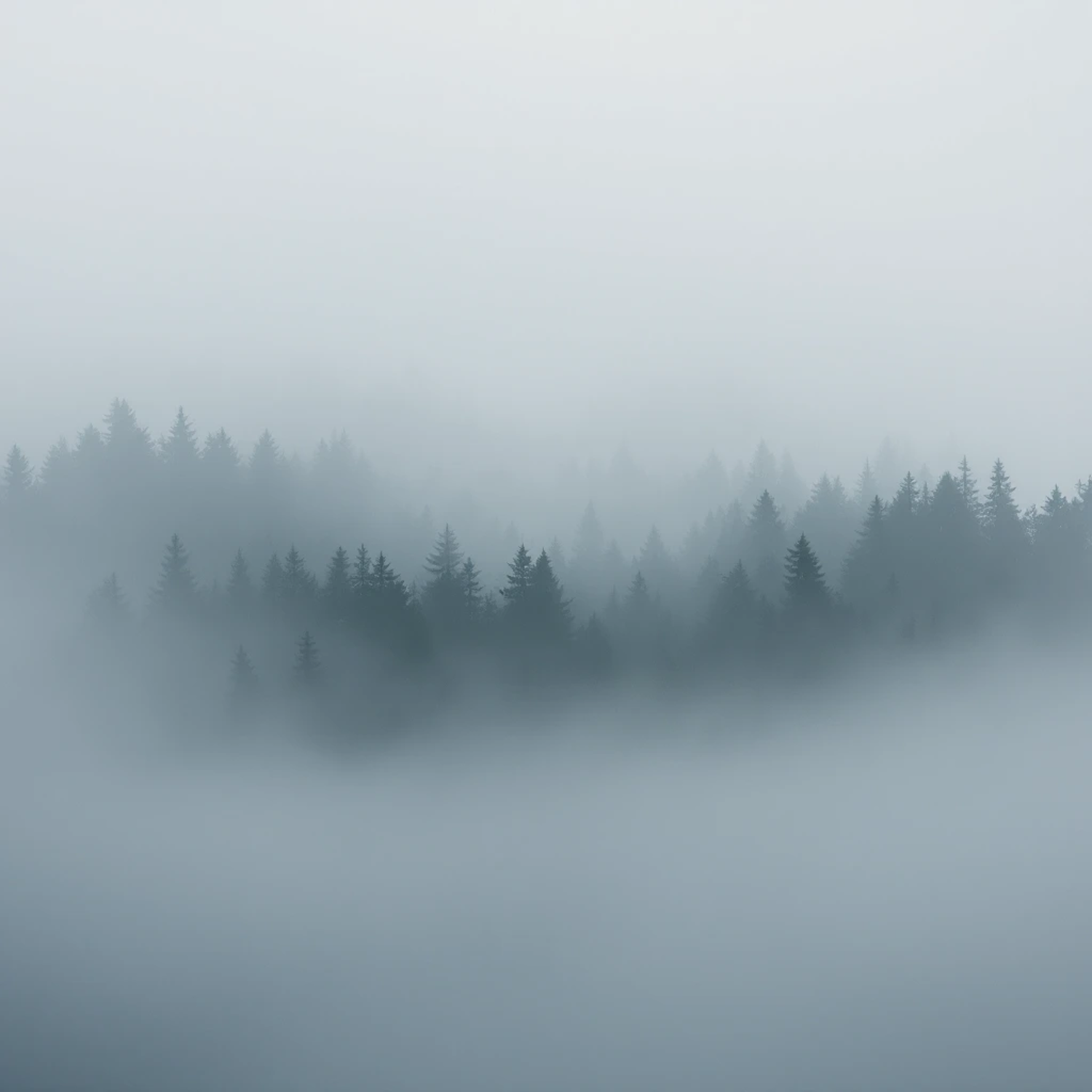 Misty Forest Landscape