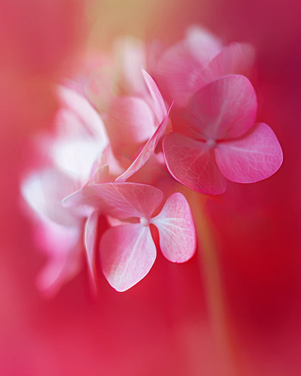 Delicate Pink Hydrangeas