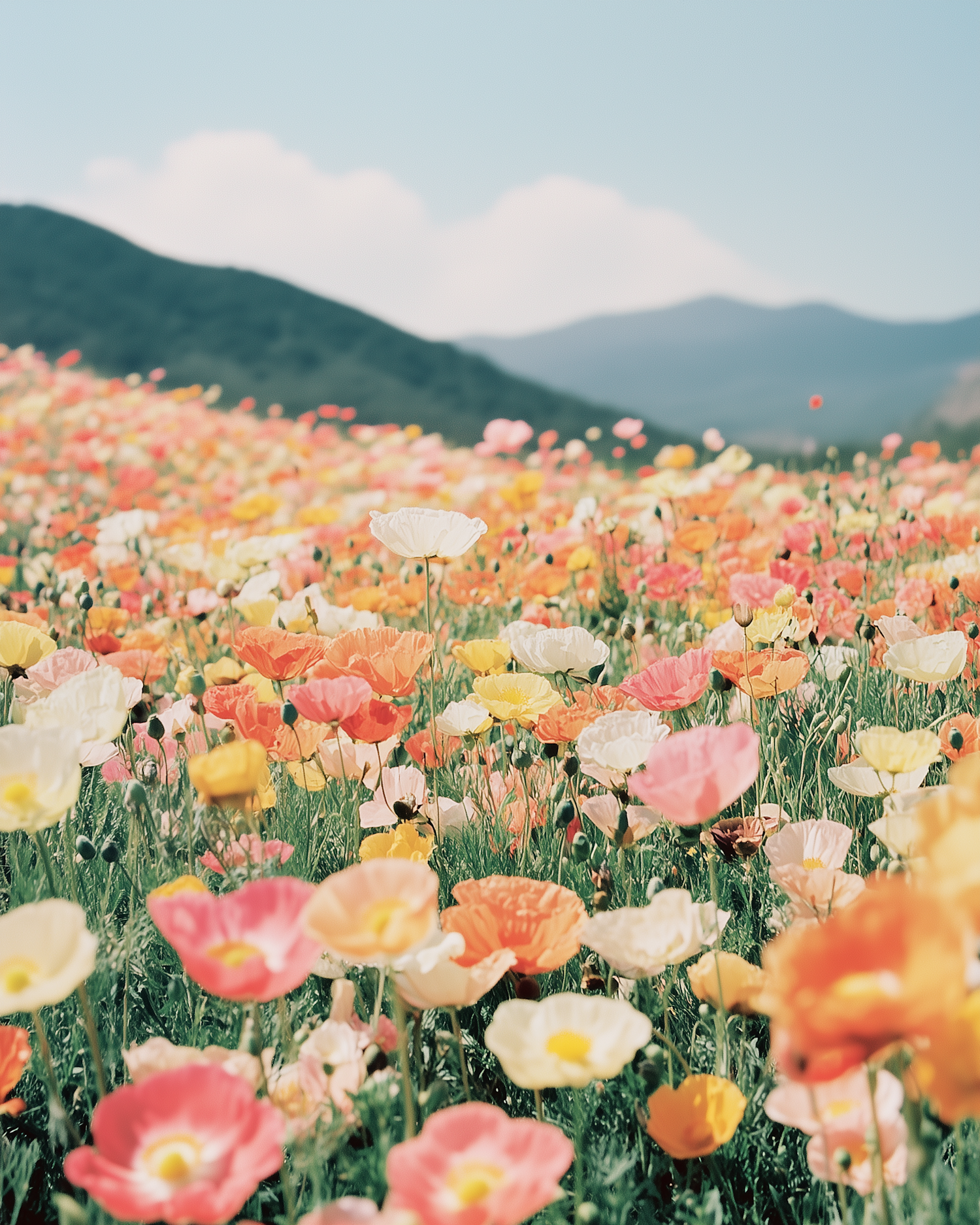 Vibrant Field of Poppies