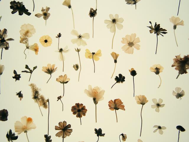 Pressed Flowers Composition