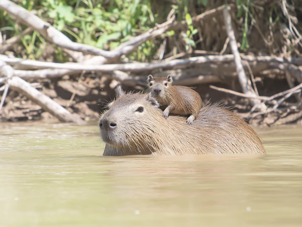 Capybara and Baby