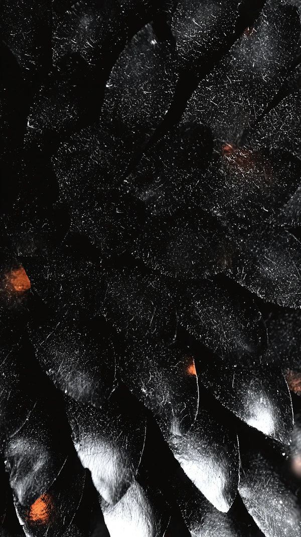 Shimmering Black Scales