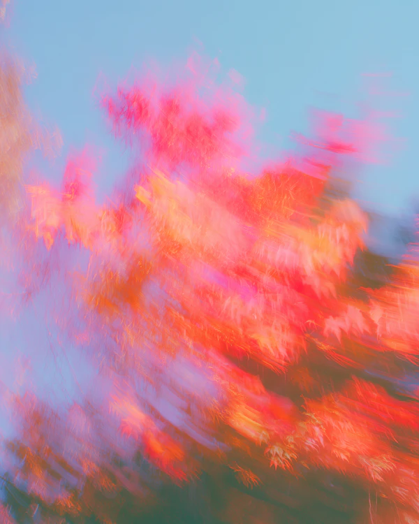 Autumn Foliage Abstract