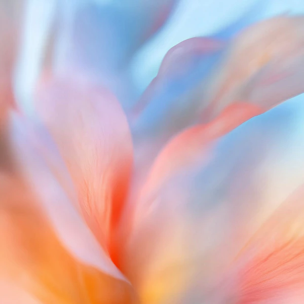 Dreamy Flower Close-Up