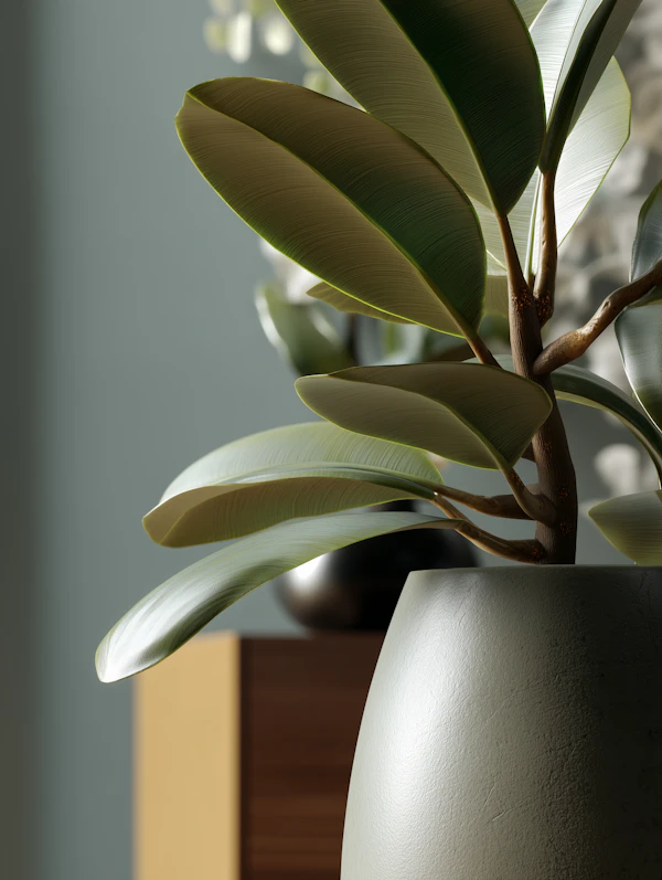 Rubber Plant Close-Up