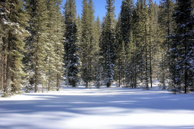 Serene Winter Forest