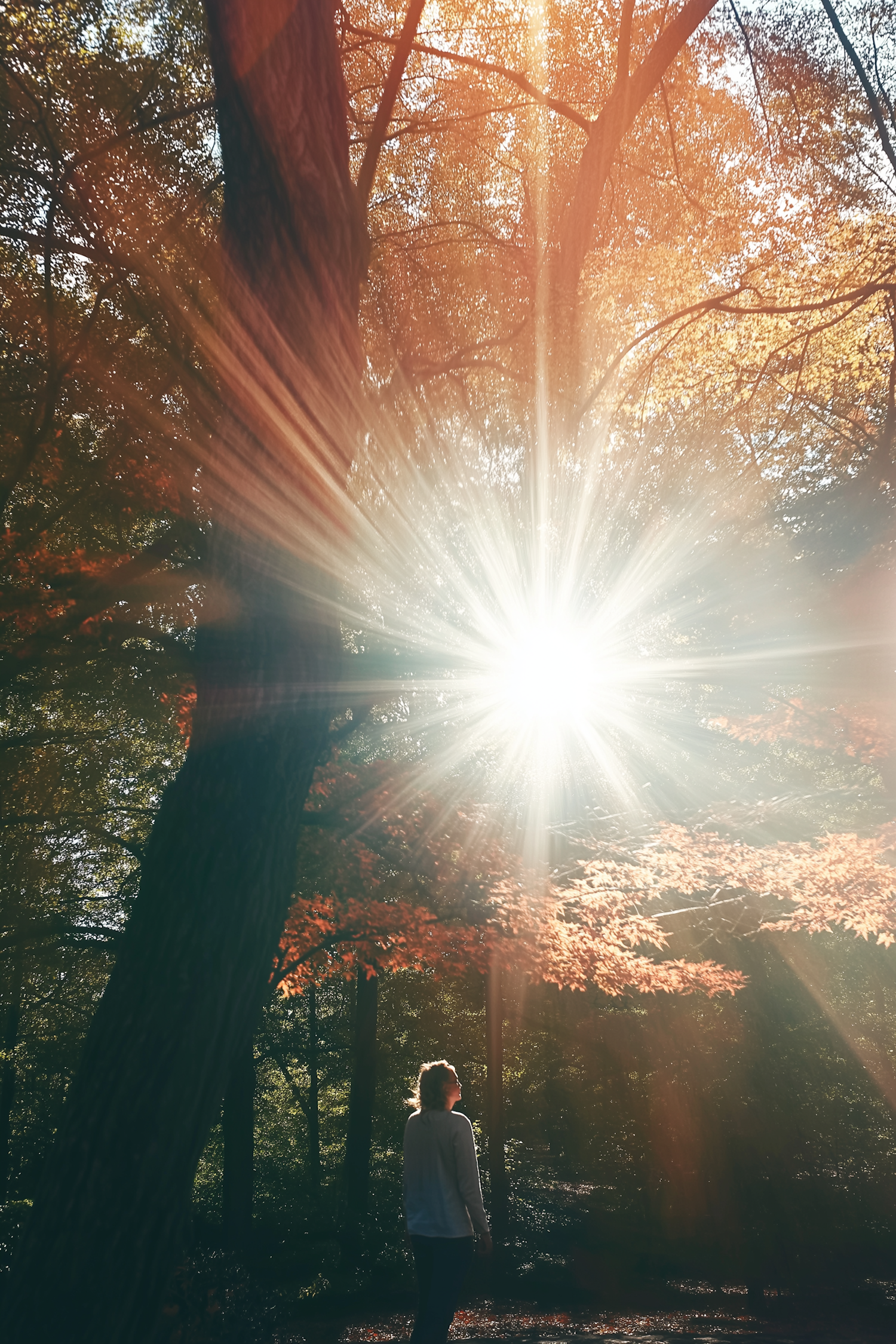 Serene Forest Contemplation