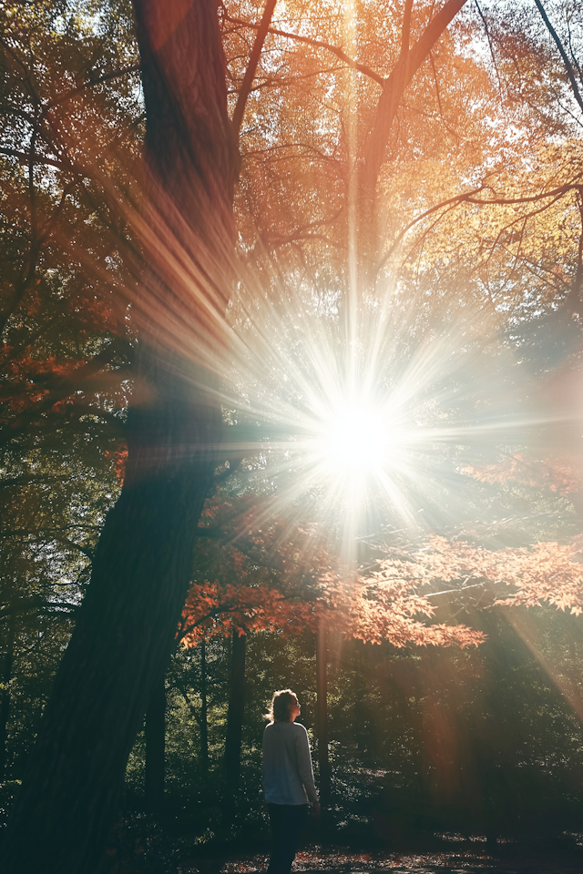 Serene Forest Contemplation