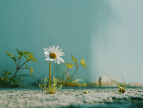 Resilient Daisy in Concrete