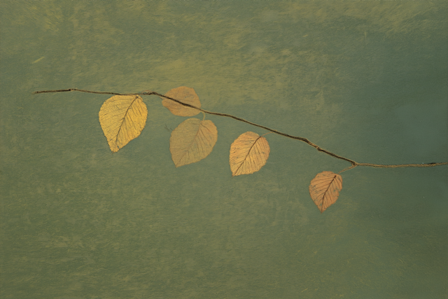 Golden Leaves on Green Background