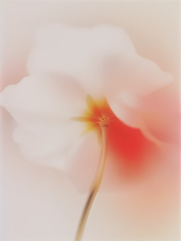 Delicate Flower Close-Up