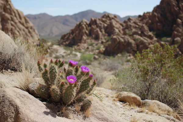 Desert Cactus in Bloom