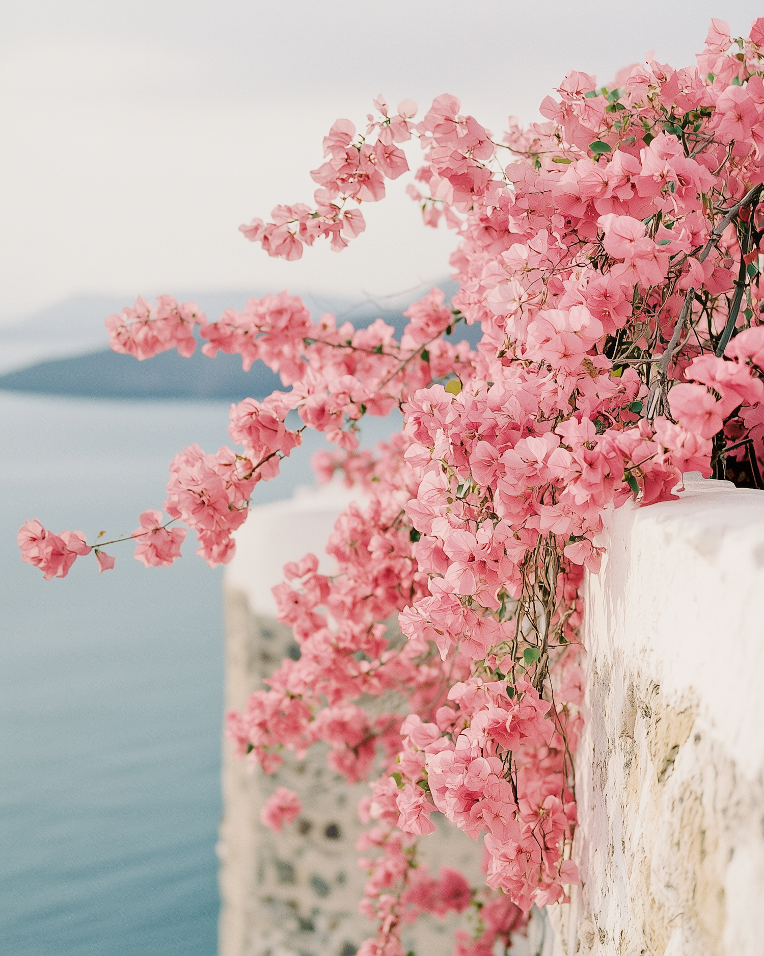 Bougainvillea Over Stone Wall