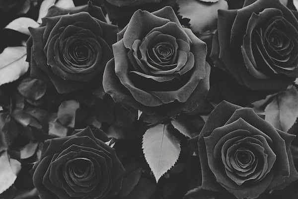 Black and White Roses