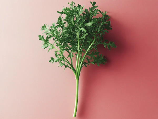 Single Fresh Arugula on Crimson Background
