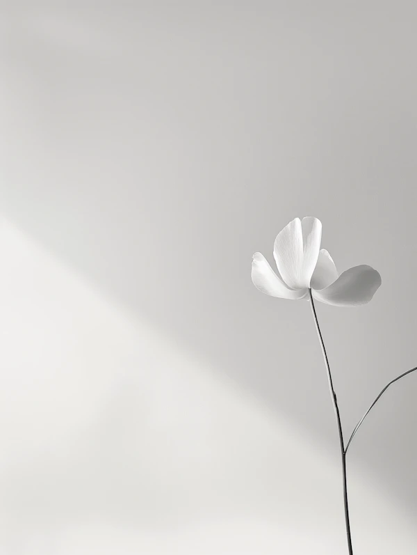 Elegant White Flower