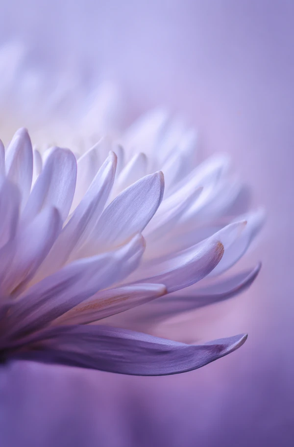 Lavender Petal Close-Up