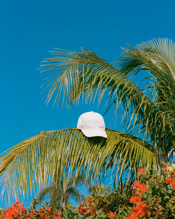 White Cap on Palm Frond