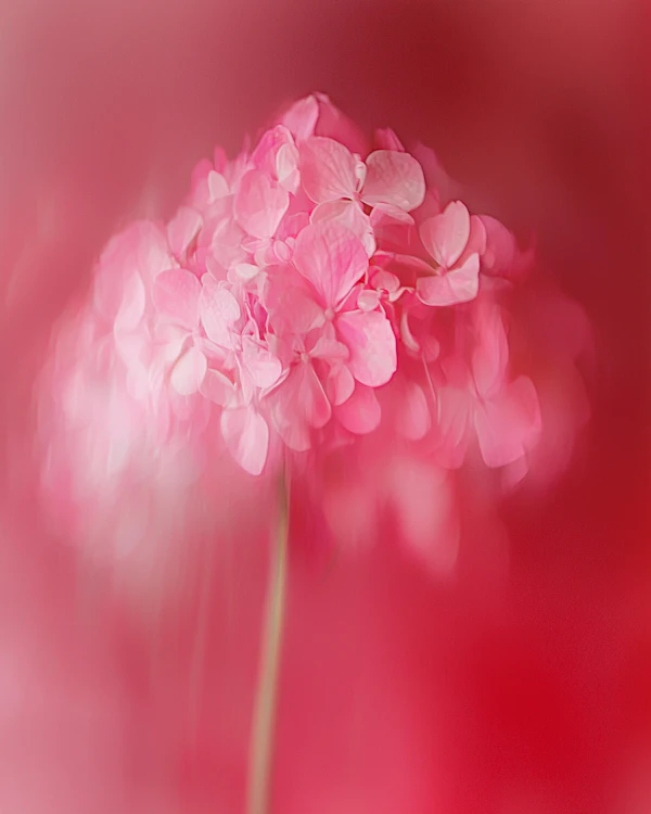 Pink Hydrangea Close-Up