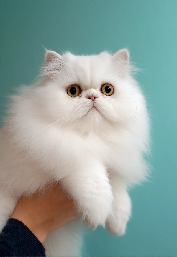 Persian Cat Portrait