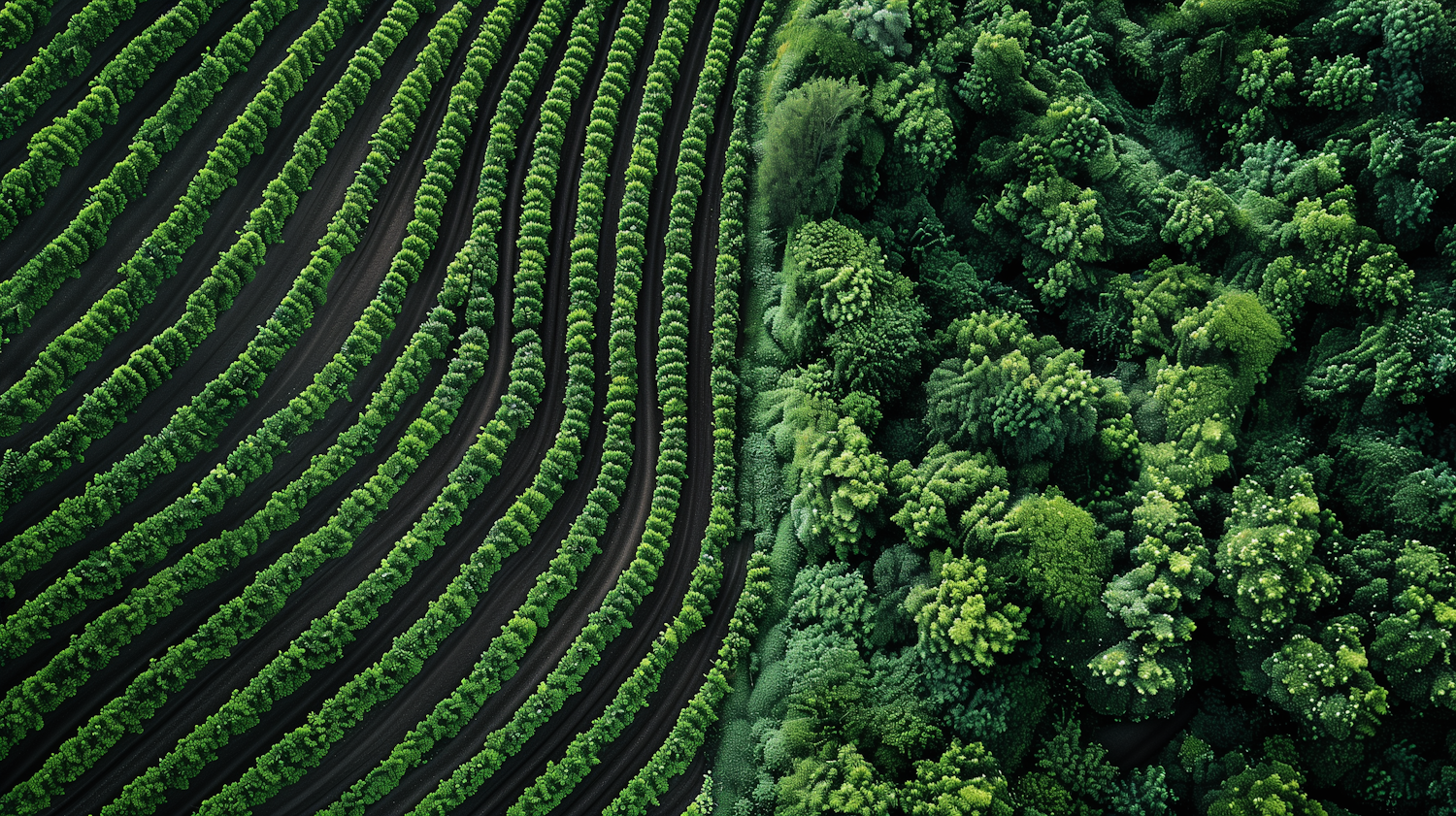 Contrast of Cultivated Land and Natural Vegetation