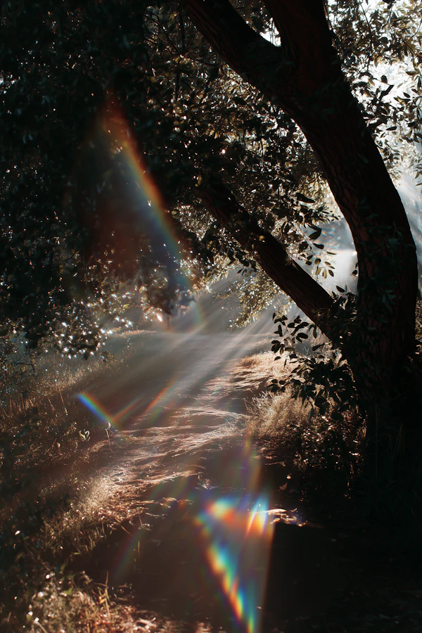 Sunlit Forest Path