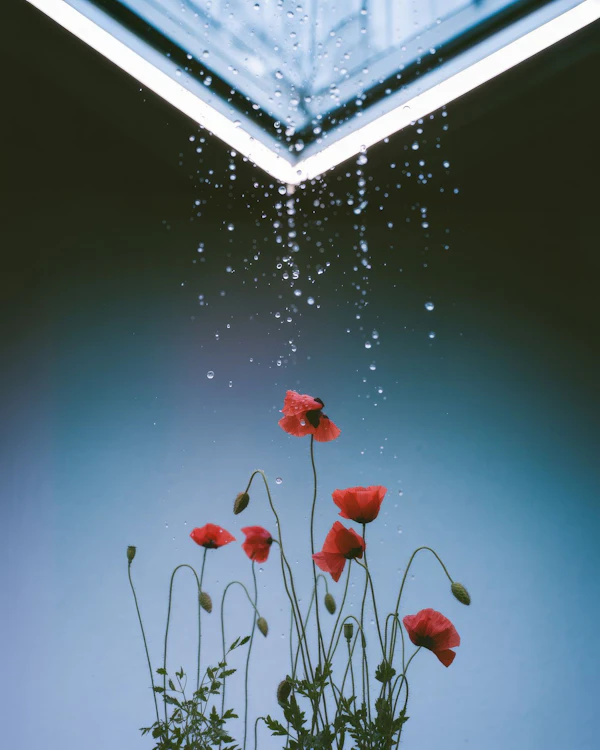Poppies and Skylight