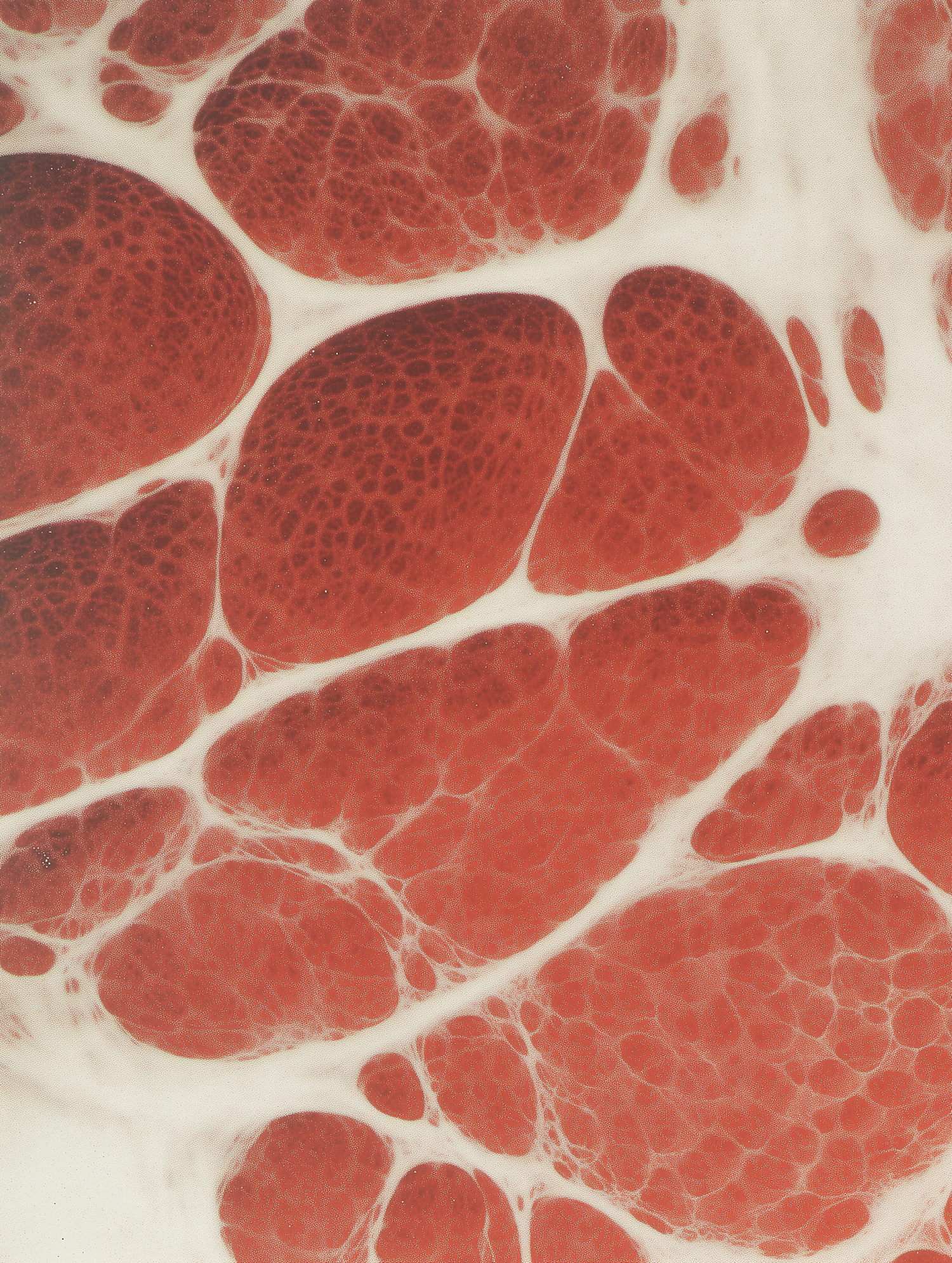 Close-up of Muscle Tissue